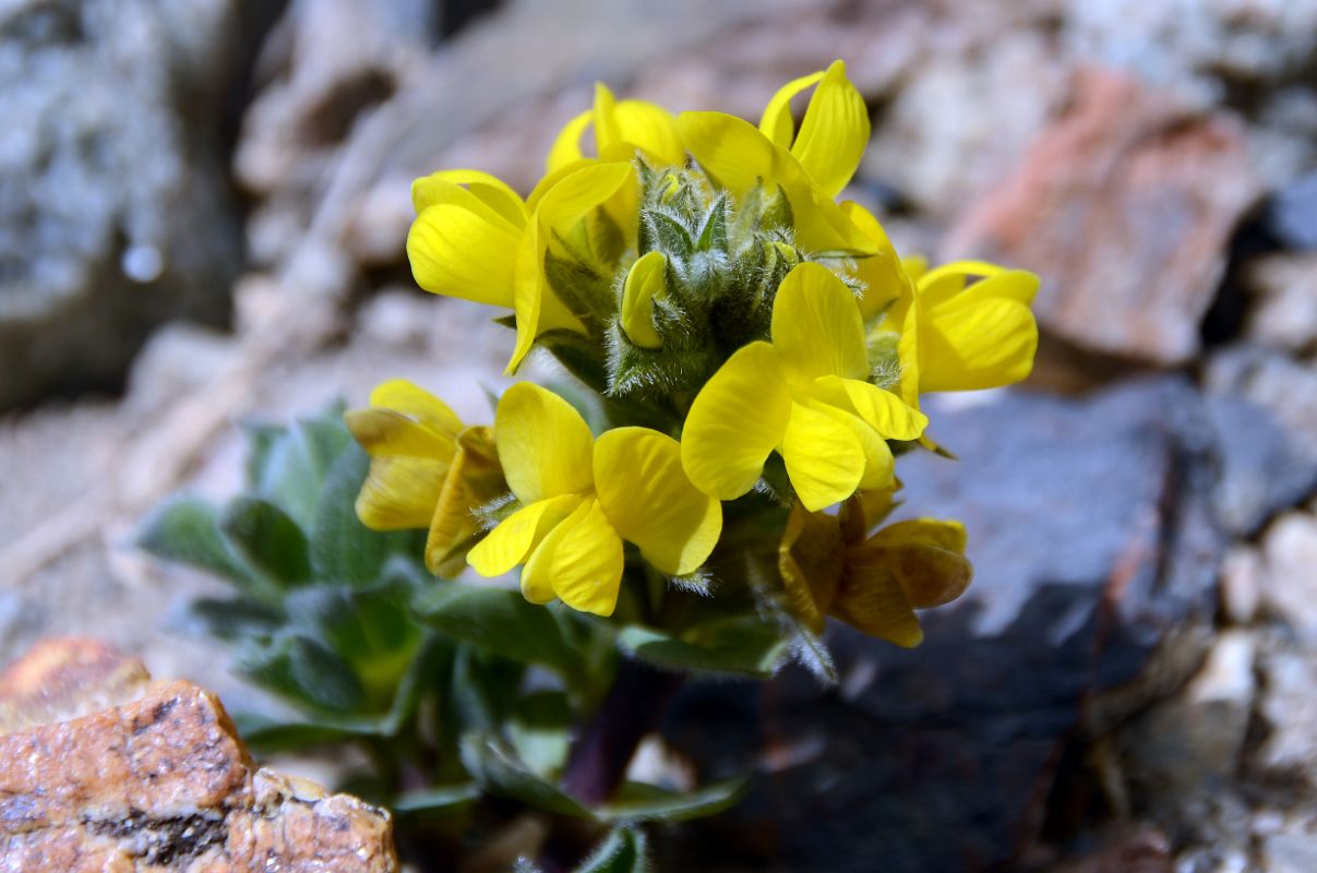 13 Yellow Flower Near Gasherbrum North Base Camp in China 